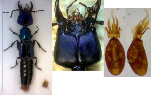 Réf. 316 455 : Agerodes sp.